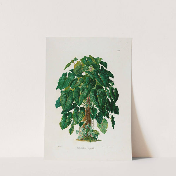 Aroideae Maximilianae Pl.41 (1879) by Heinrich Wilhelm Schott