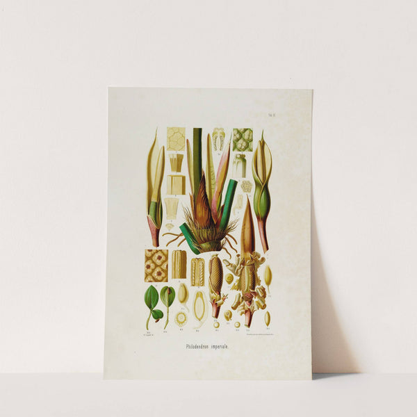 Aroideae Maximilianae Pl.42 (1879) by Heinrich Wilhelm Schott