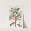 Aromatic Tasmannia by Sydenham Edwards
