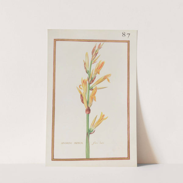 Arondo indica floré luteo (1624) by Daniel Rabel