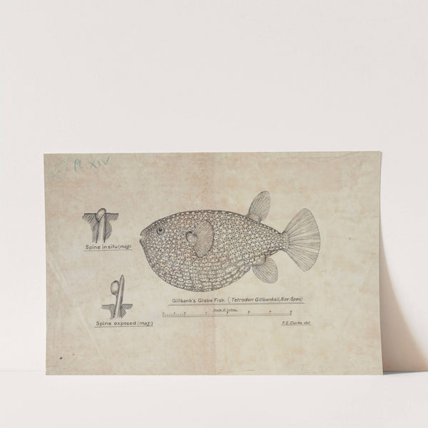 Arothron gillbanksii (Gillbanks Globe fish) by Frank Edward Clarke