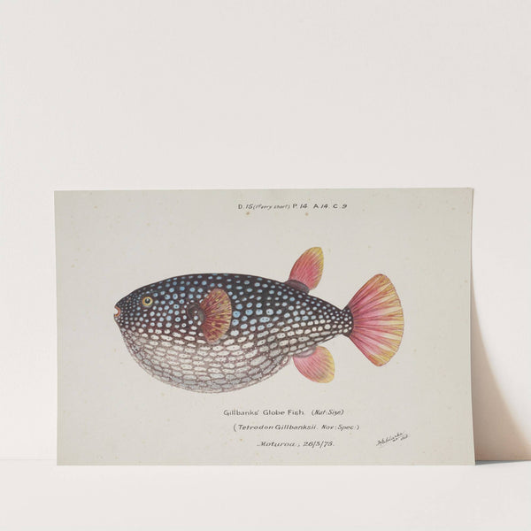 Arothron gillbanksii (Gillbanks Globe fish) by Frank Edward Clarke