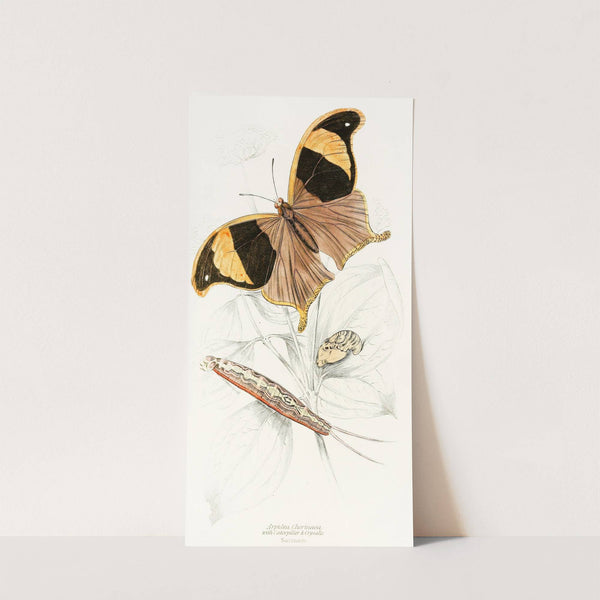 Arpidea Chorinaea by James Duncan