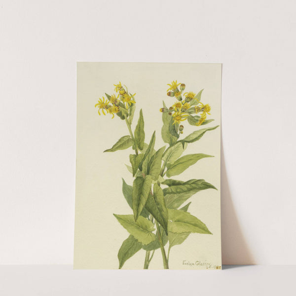 Arrowleaf Groundsel (Senecia triangularis) (1916) by Mary Vaux Walcott