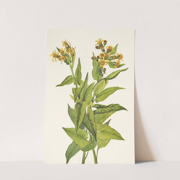 Arrowleaf Groundsel. Senecia triangularis (1925) by Mary Vaux Walcott