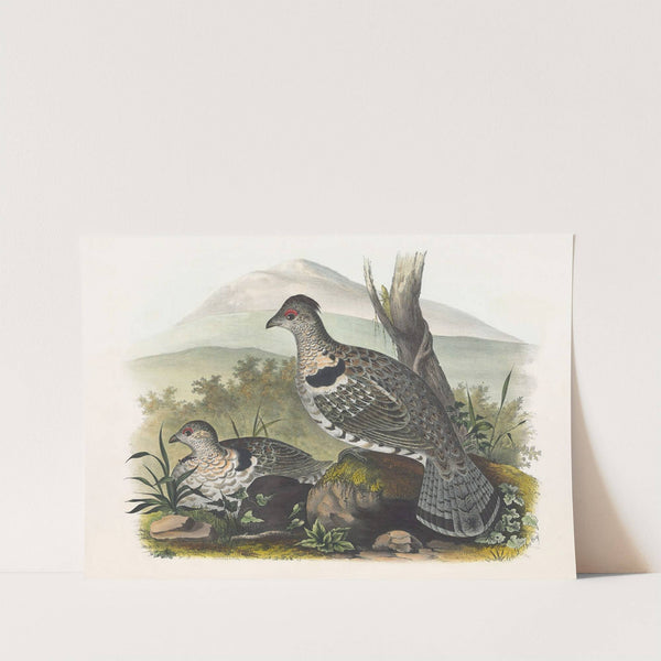 Artic Ruffed Grouse by Daniel Giraud Elliot