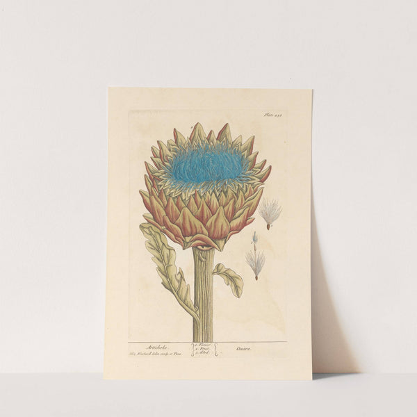 Artichoke by Elizabeth Blackwell