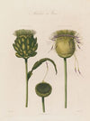 Artichoke in Flower (1799–1810)