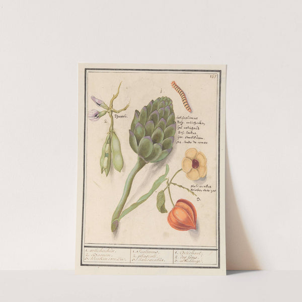 Artisjok (Cynara scolymus), tuinbonen (Vicia faba) en lampionplant (Physalis) (1596-1610) by Anselmus Boëtius de Boodt