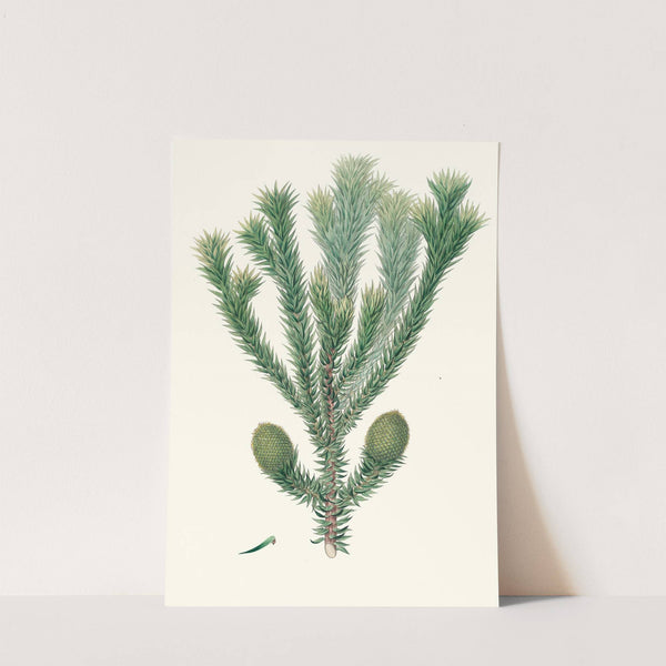 Arucaria Brasiliana = Brazil pine by Aylmer Bourke Lambert