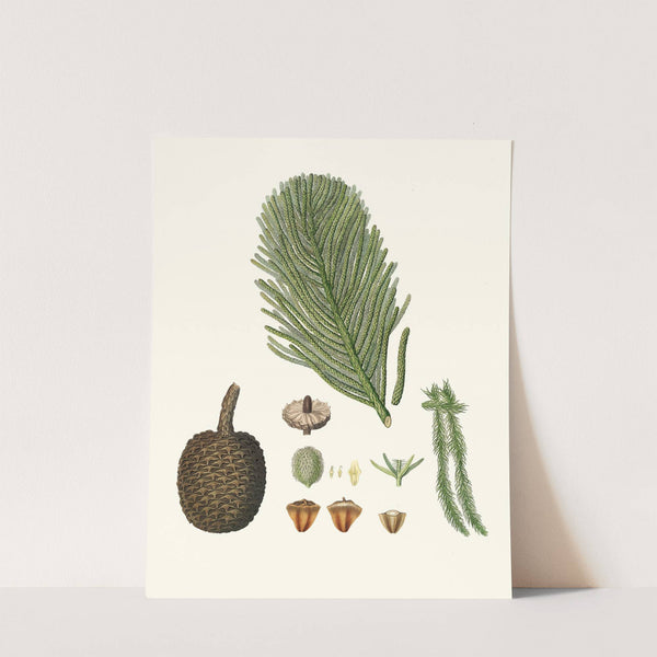 Arucaria excelsa = Norfolk Island pine by Aylmer Bourke Lambert