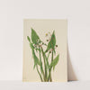 Arum Arrowhead (Sagittaria cuneata) (1923) by Mary Vaux Walcott