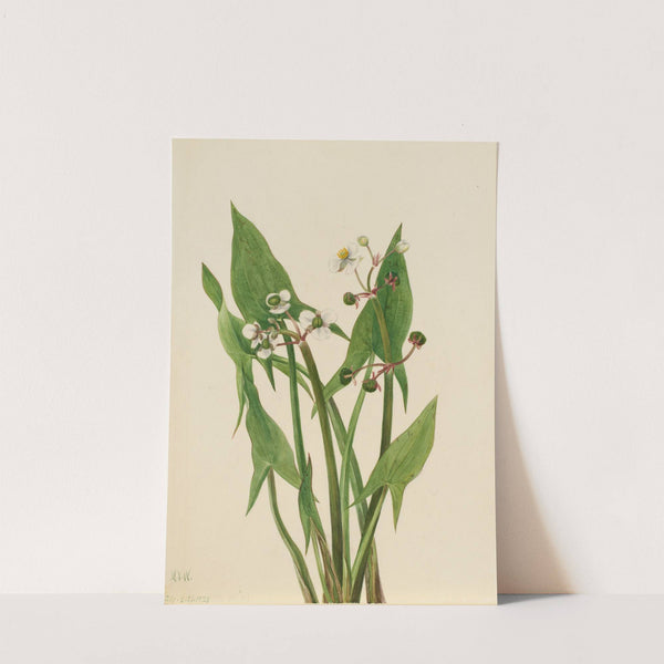 Arum Arrowhead (Sagittaria cuneata) (1923) by Mary Vaux Walcott