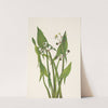 Arum Arrowhead. Sagittaria cuneata (1925) by Mary Vaux Walcott