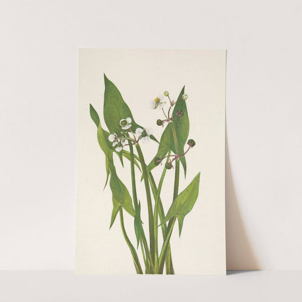 Arum Arrowhead. Sagittaria cuneata (1925) by Mary Vaux Walcott