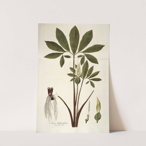 Arum helleborifolium by Nikolaus Joseph Freiherr von Jacquin