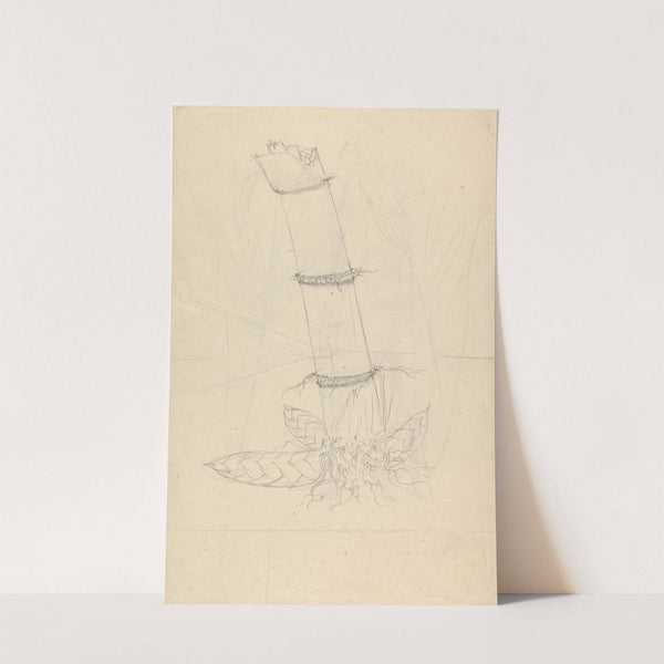 Arundinaria alpina by Luigi Balugani