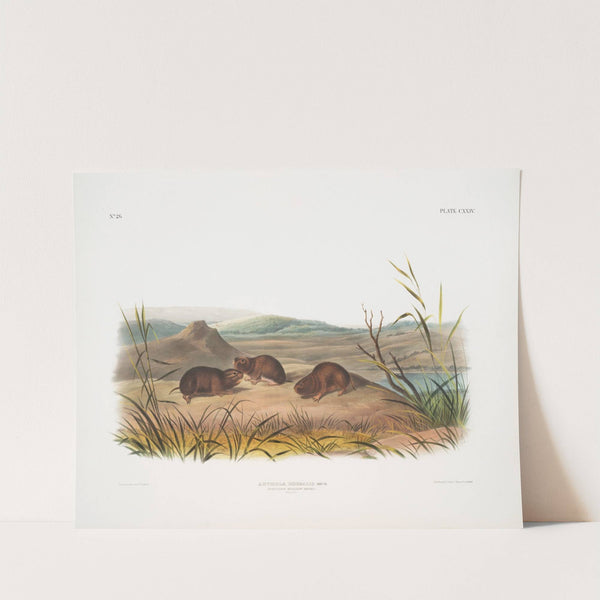 Arvicola borealis, Northern Meadow-Mouse. Natural size. (1845-1848) by John Woodhouse Audubon