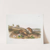 Arvicola hispidus, Cotton Rat. Natural size. (1845-1848) by John Woodhouse Audubon
