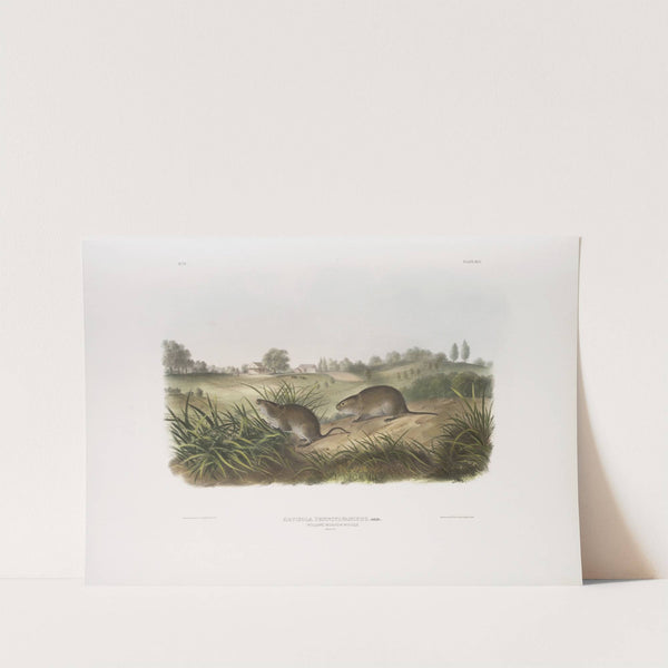 Arvicola Pennsylvanicus, Wilson’s Meadow Mouse. Natural size. (1845-1848) by John Woodhouse Audubon