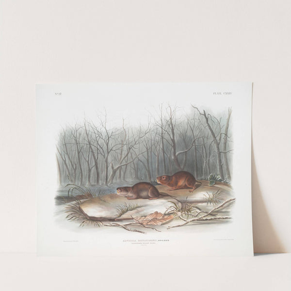 Arvicola richardsonii, Richardson’s Meadow Mouse. Natural size. (1845-1848) by John Woodhouse Audubon