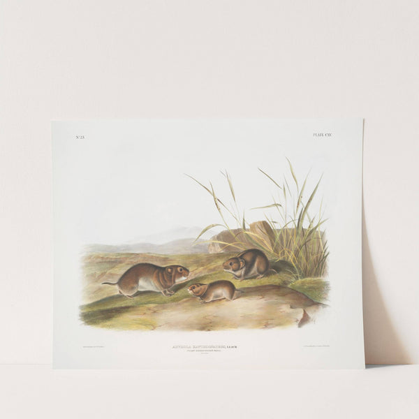 Arvicola xanthognathus, Yellow cheeked Meadow Mouse. Natural size. (1845-1848) by John Woodhouse Audubon