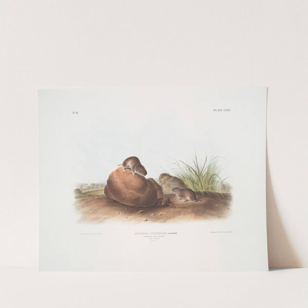 Arvocola pinetorum, Lecontes Pine Mouse. (Male & Famale. Natural size.) (1845-1848) by John Woodhouse Audubon
