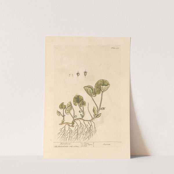 Asarabacca by Elizabeth Blackwell