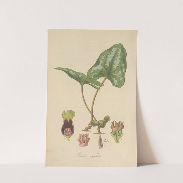 Asarum arifolium by William Jackson Hooker