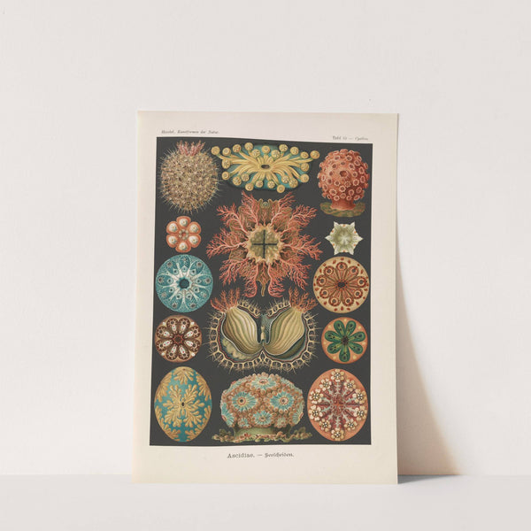 Ascidiae. - Seescheiden by Ernst Haeckel