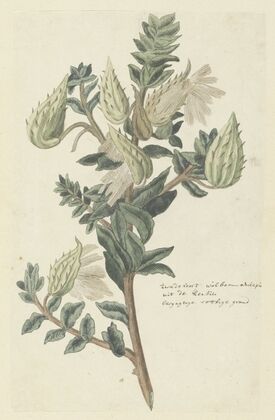 Asclepias cancellata or Gomphocarpus cancellatus Burm.f. Bruyns (Cape or Cotton milkweed)