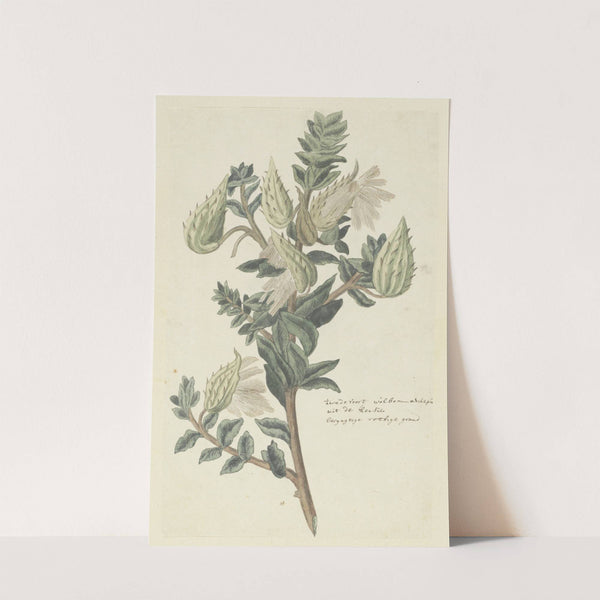 Asclepias cancellata or Gomphocarpus cancellatus Burm.f. Bruyns (Cape or Cotton milkweed) by Robert Jacob Gordon