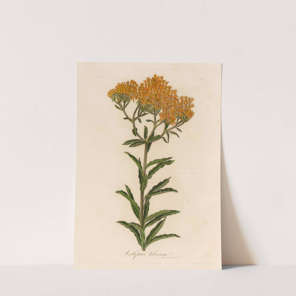 Asclepias tuberosa (1818-1824) by Gaetano Savi