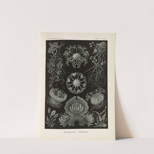 Ascomycetes. - Schlauchpilze by Ernst Haeckel