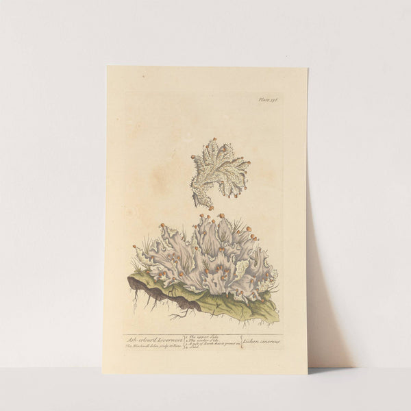 Ash-colour'd liverwort by Elizabeth Blackwell