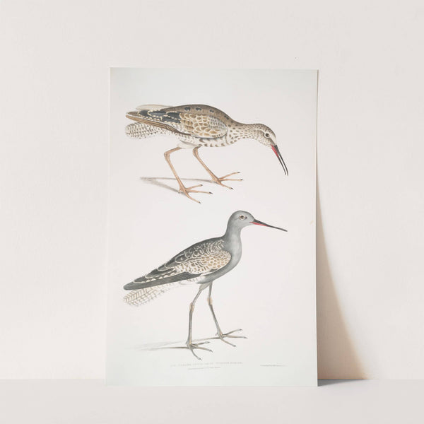 Ash Headed Snipe, Totanus fuscus. by John Edward Gray