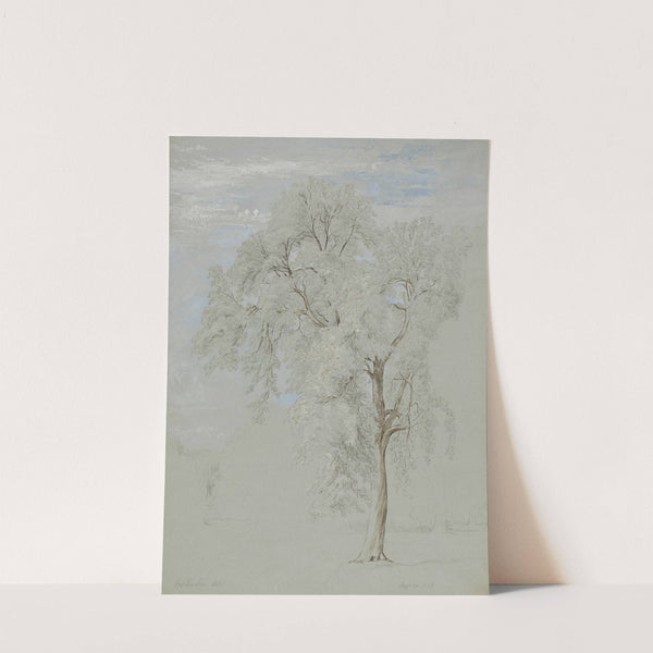 Ash Tree by Edward Swinburne