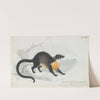 Asian Palm Civet (1837) by Charles Hamilton Smith