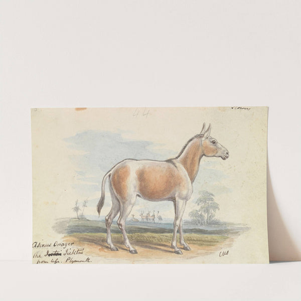 Asinus Onager Horse (1837) by Charles Hamilton Smith