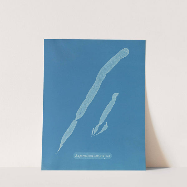 Asperococcus compressus (1843-1853) by Anna Atkins