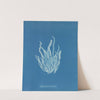 Asperococcus echinatus (1843-1853) by Anna Atkins