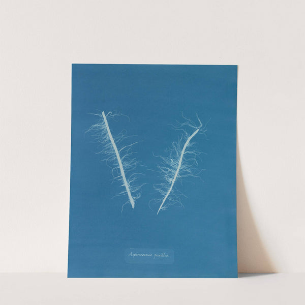 Asperococcus pusillus (1843-1853) by Anna Atkins