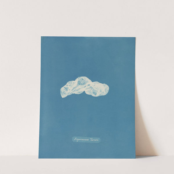 Asperococcus Turneri by Anna Atkins