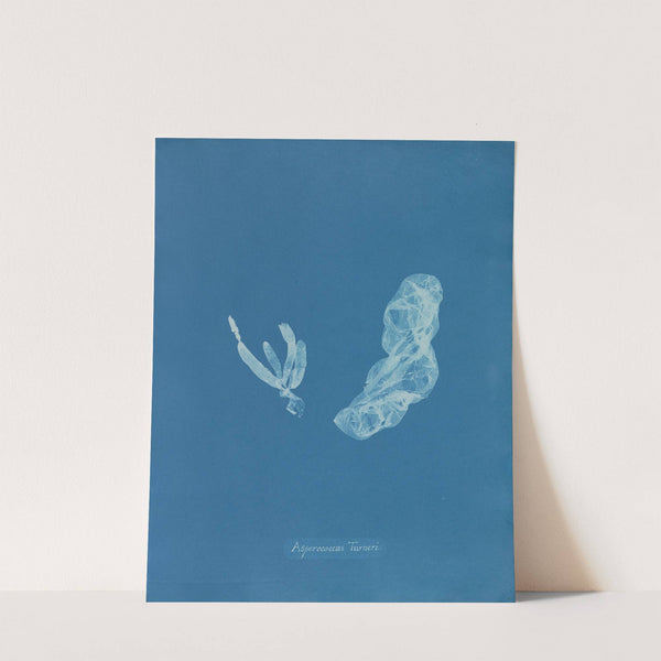 Asperococcus Turneri. (1843-1853) by Anna Atkins