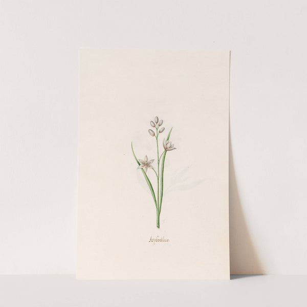 Asphodilus (1692) by Magdelena Rosina Funck