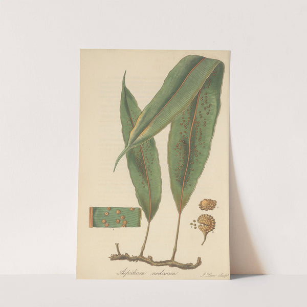 Aspidium nodosum by William Jackson Hooker