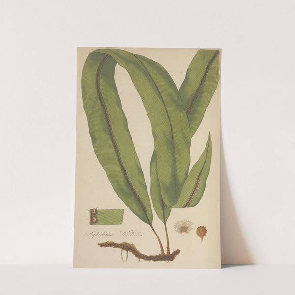 Aspidium Wallichii by William Jackson Hooker