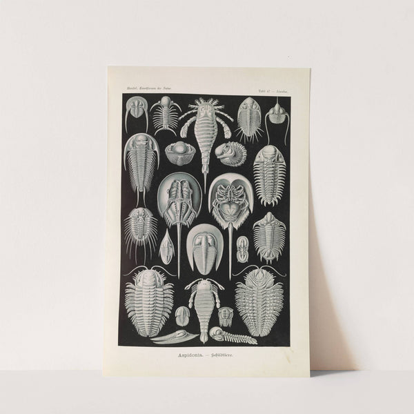 Aspidonia. - Schildtiere by Ernst Haeckel