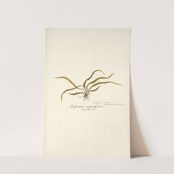 Asplenium angustifolium by Nikolaus Joseph Freiherr von Jacquin