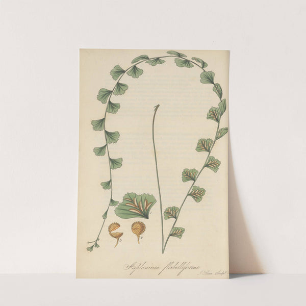 Asplenium flabelliforme by William Jackson Hooker